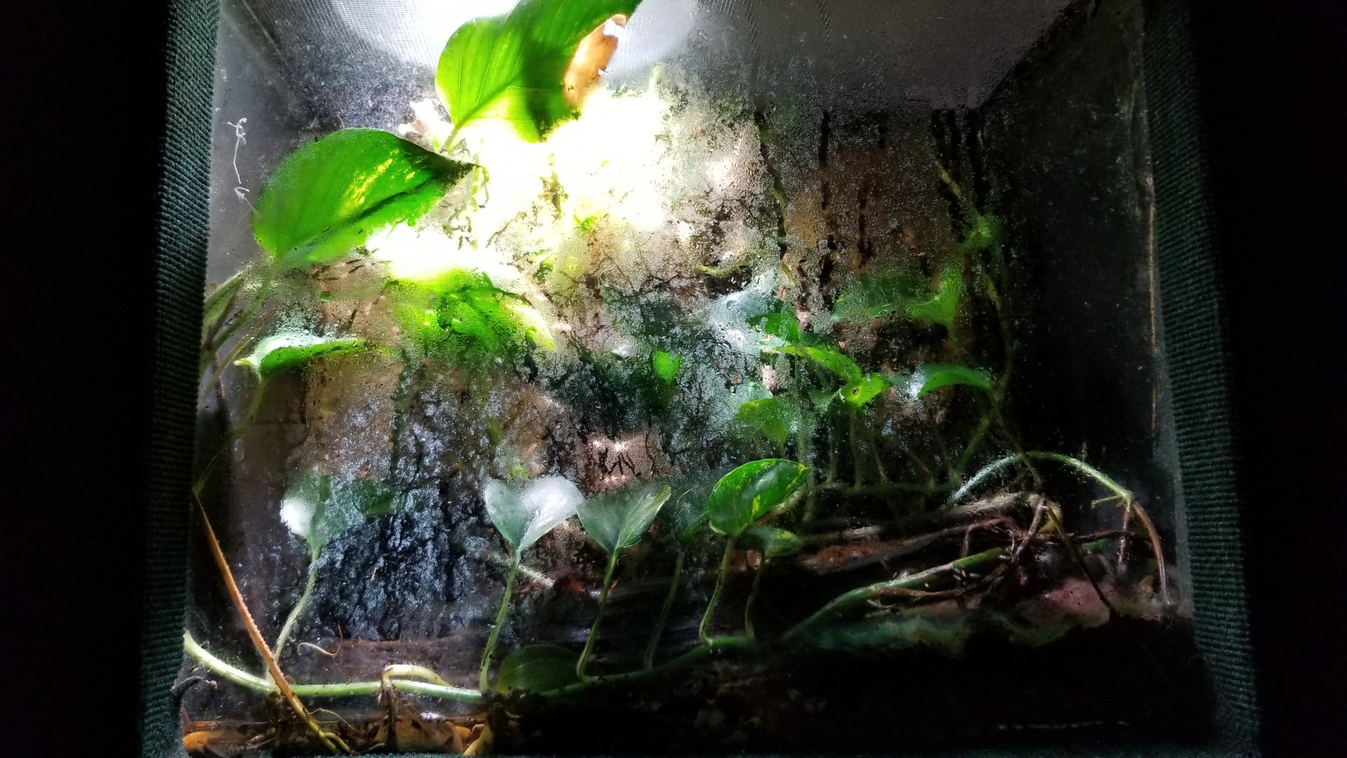 Rainforest Adventures - White's Tree Frog exhibit