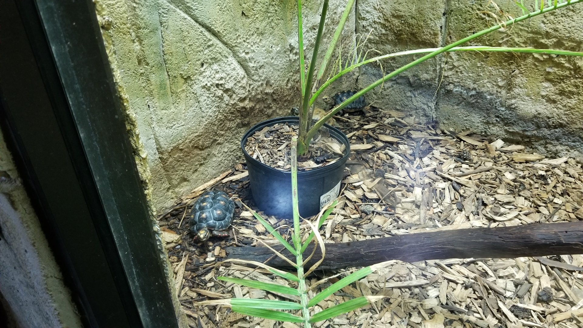 Rainforest Adventures - Young Red-footed Tortoises in with Tamarins