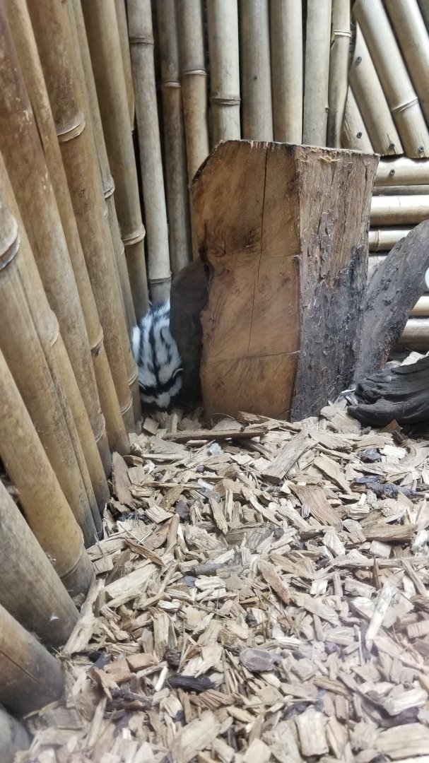 Rainforest Adventures - Zorilla