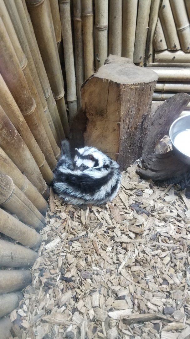 Rainforest Adventures - Zorilla