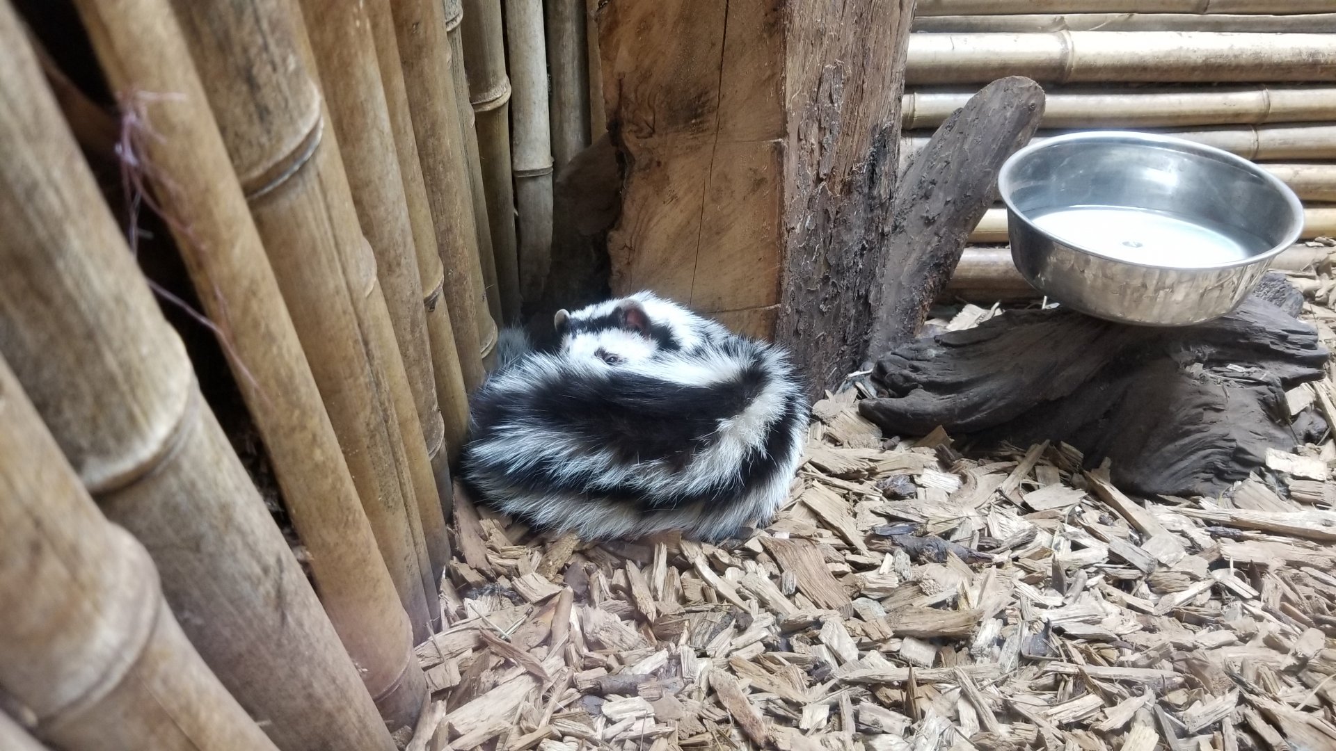 Rainforest Adventures - Zorilla