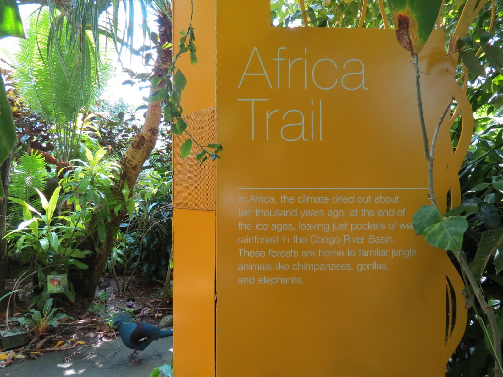 Rainforest - Africa Trail Sign