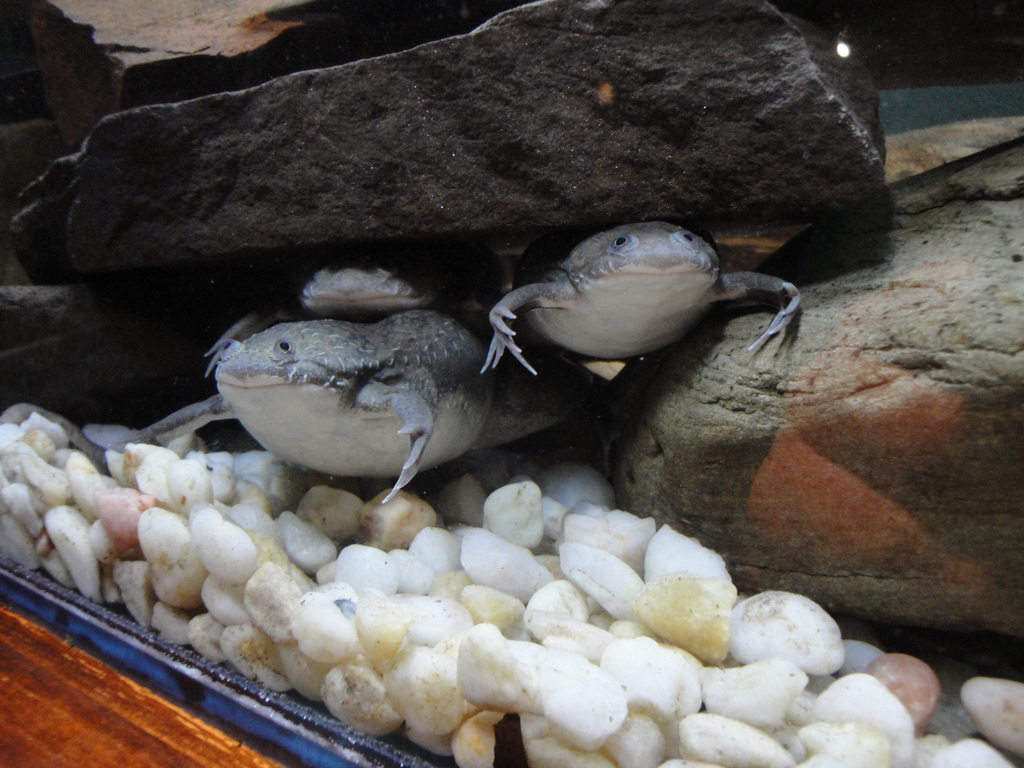 Rainforest - African Clawed Frogs