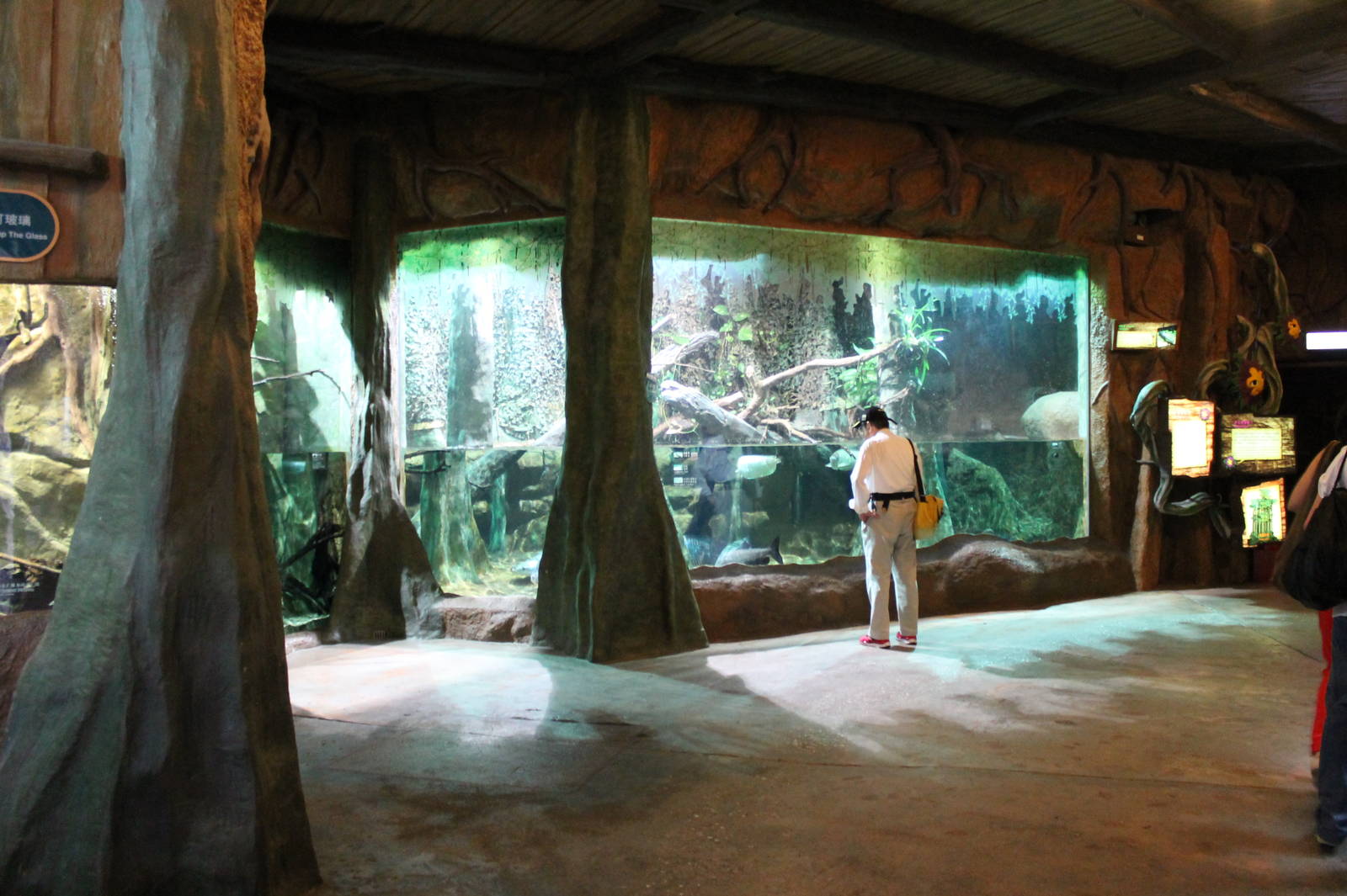 Rainforest aquariums - June 2013