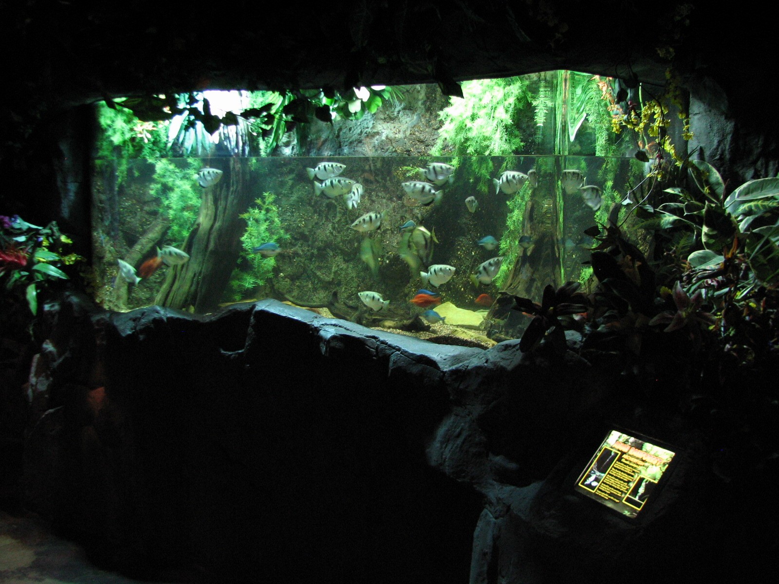 Rainforest - Archerfish Exhibit