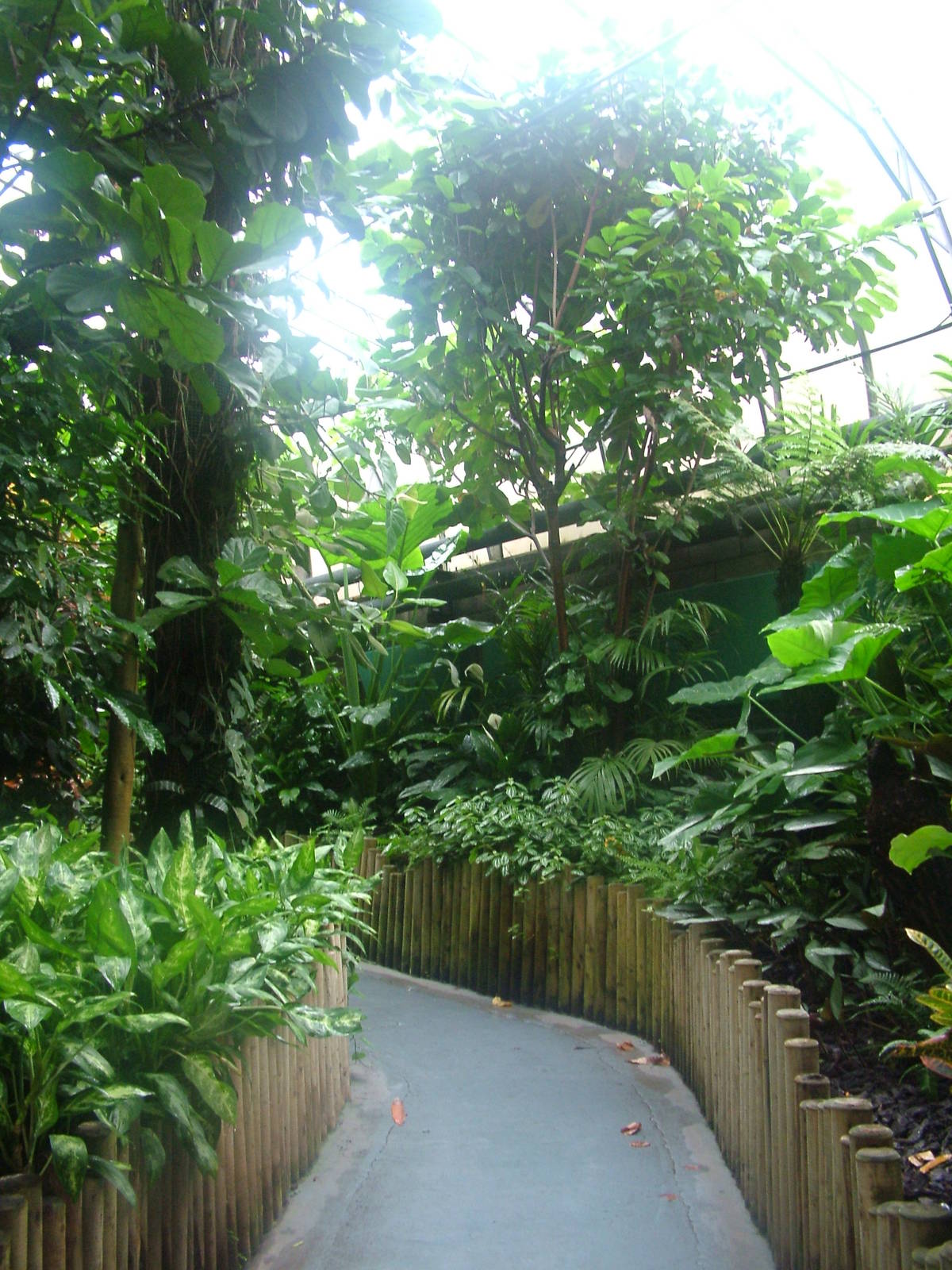 Rainforest area at Tropical World 01/08/09