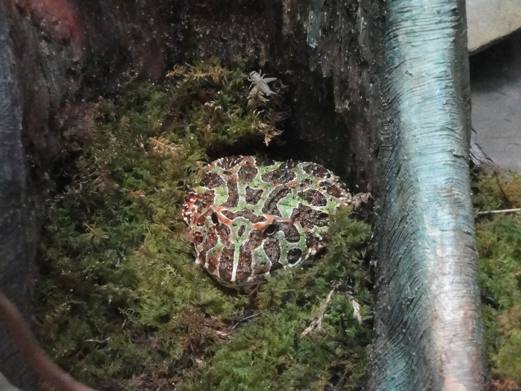 Rainforest - Argentine Horned Frog