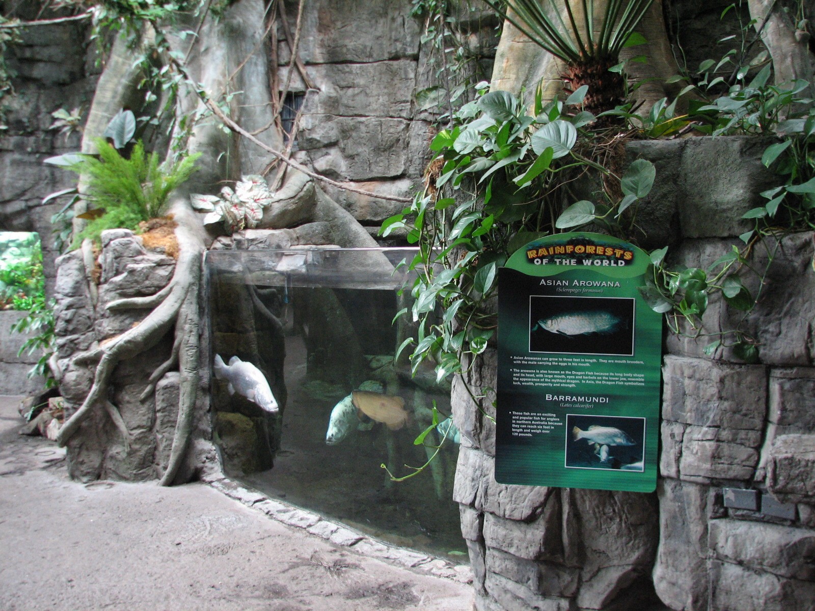 Rainforest - Asian Fish