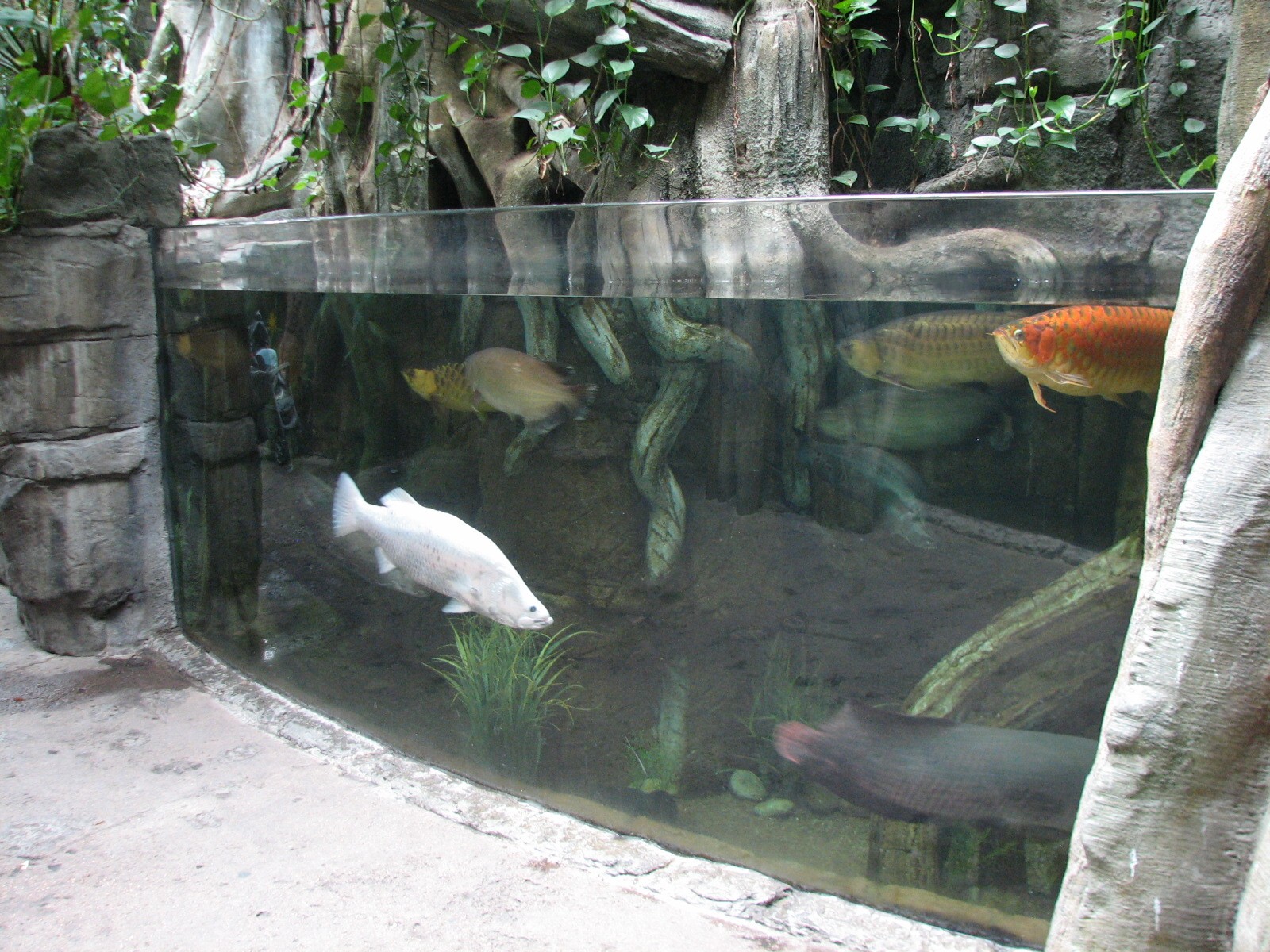 Rainforest - Asian Fish