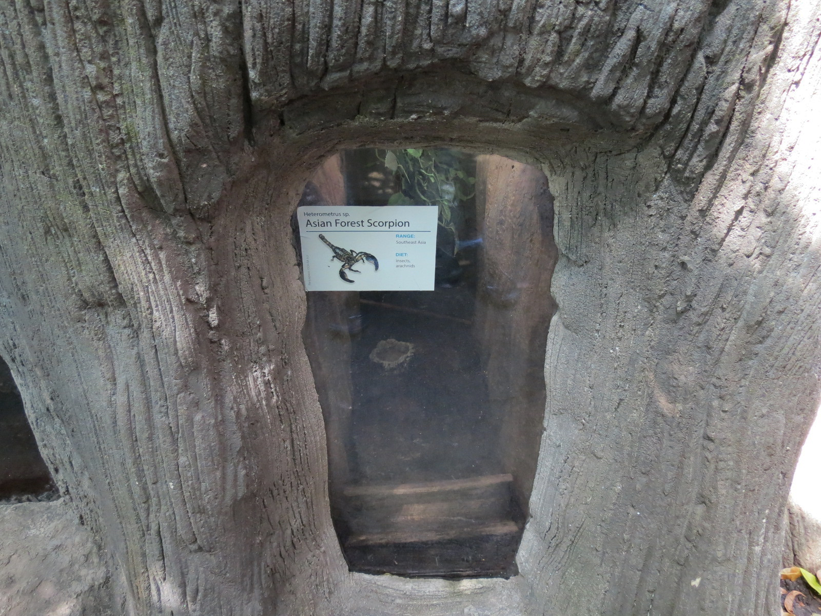 Rainforest - Asian Forest Scorpion Exhibit
