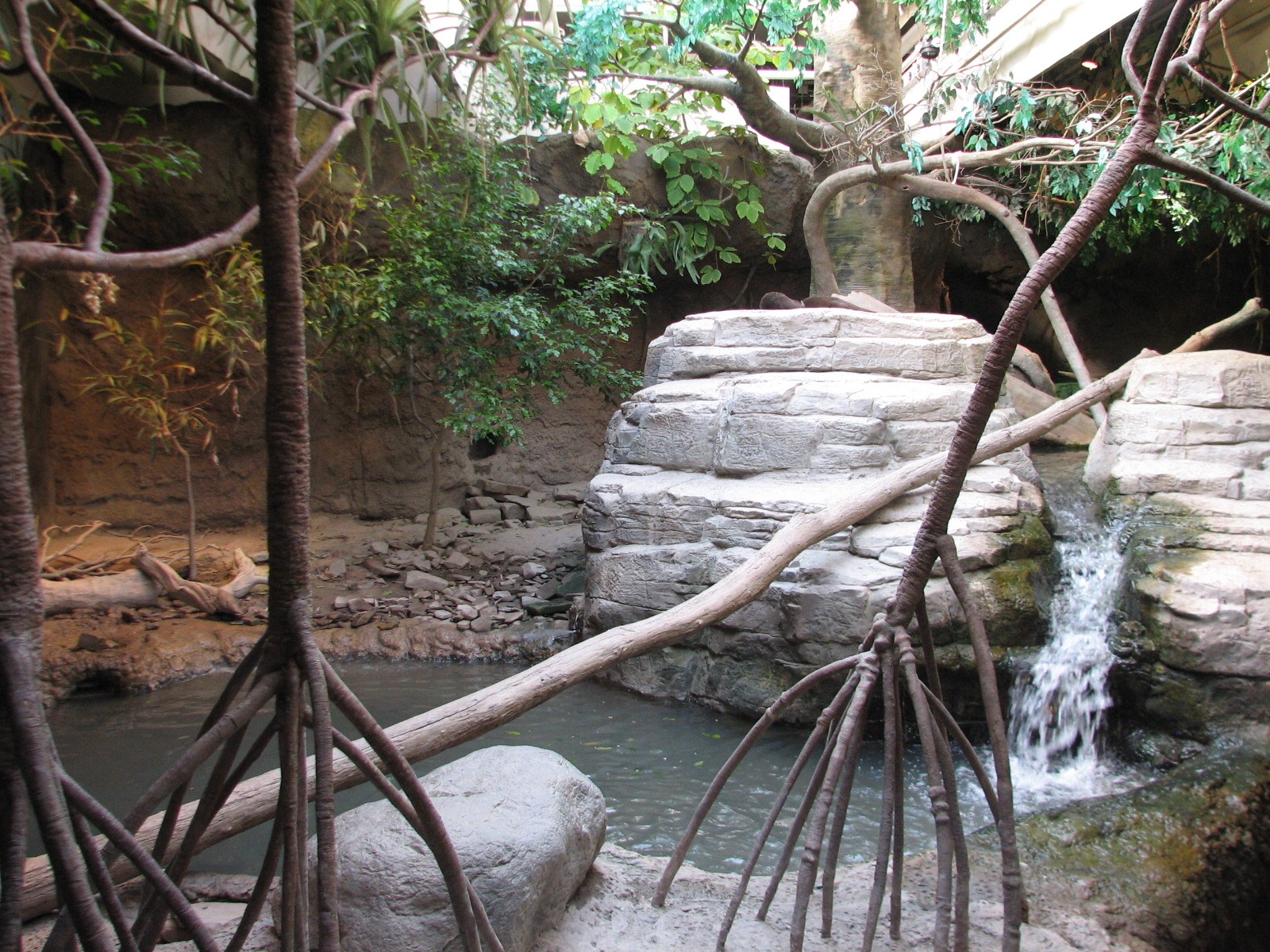 Rainforest - Asian Otter Exhibit