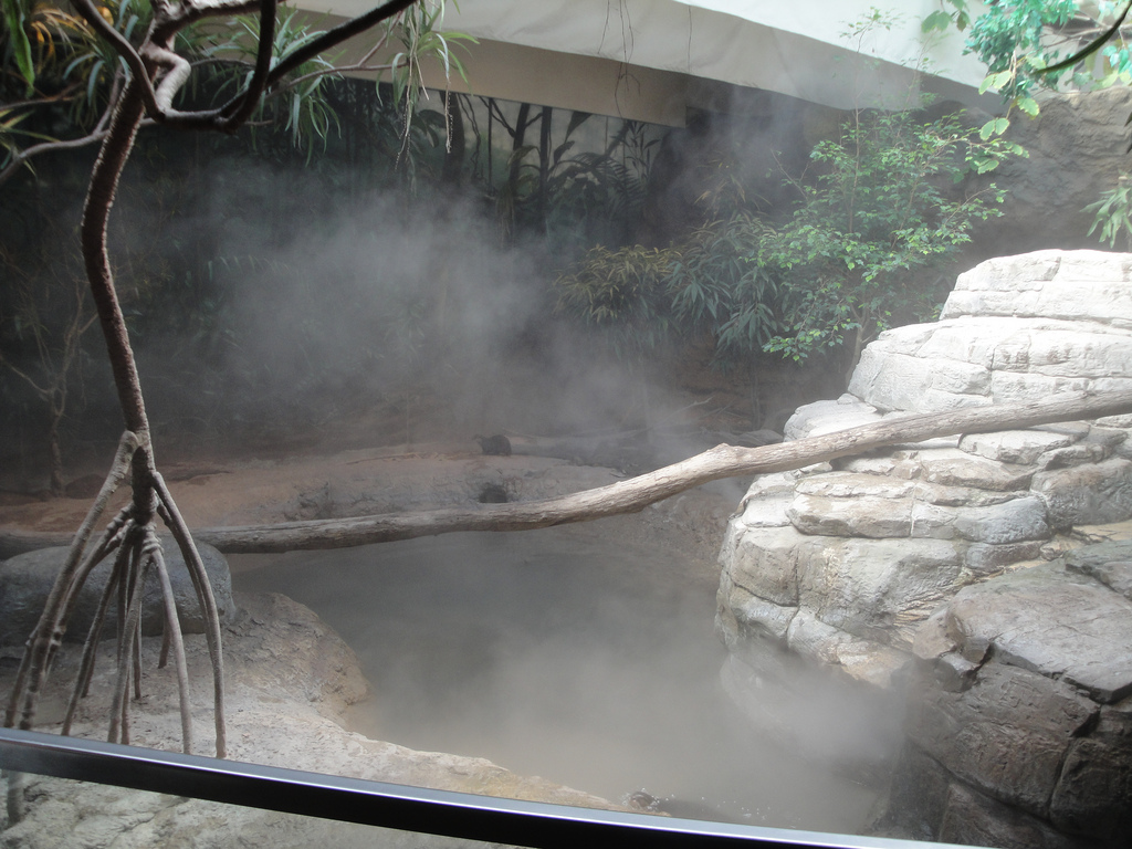 Rainforest - Asian Small-clawed Otter Exhibit