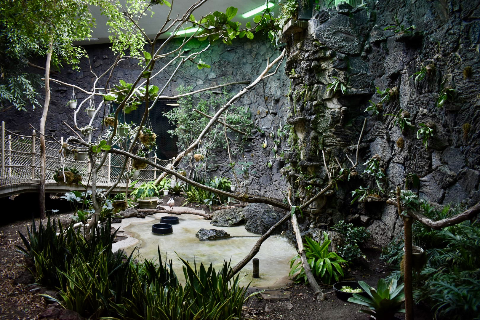 Rainforest Atrium - Small Animal Building