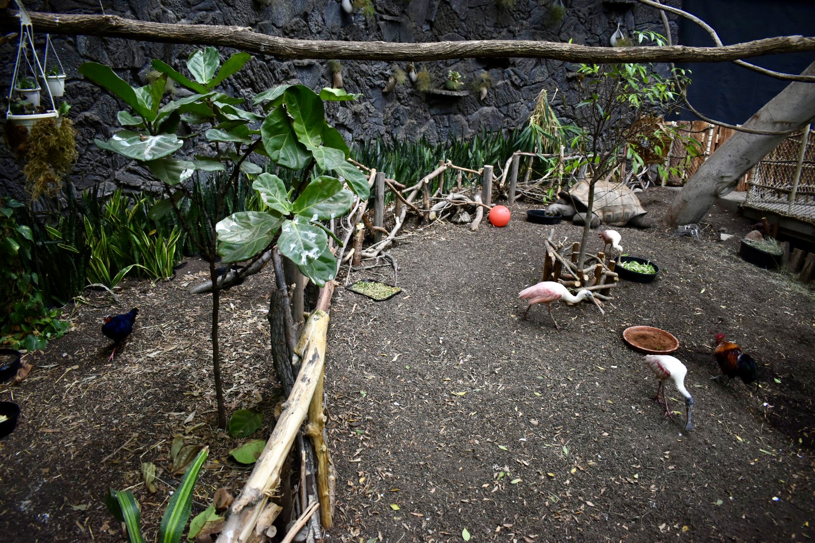 Rainforest Atrium - Small Animal Building