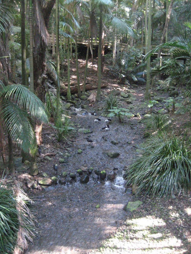 Rainforest Aviary interior