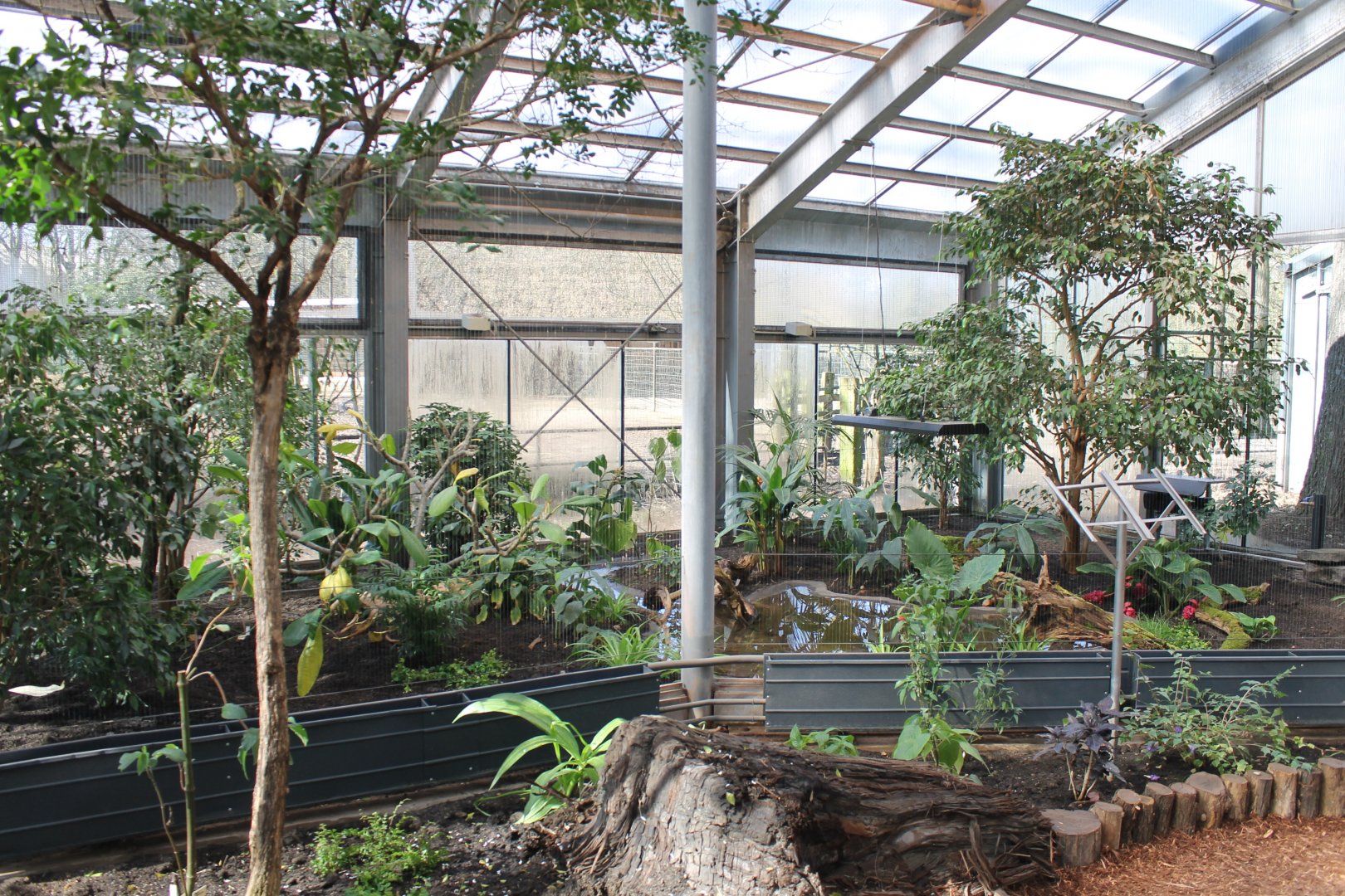 Rainforest-aviary ( Neotropical or Oriental ? )