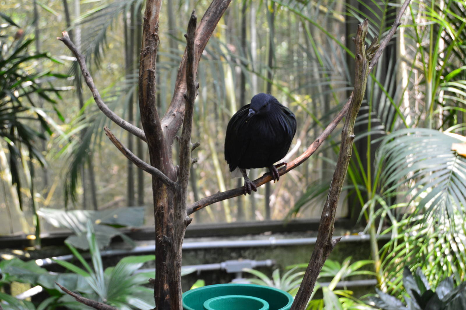 Rainforest Aviary - Nicobar Pigeon