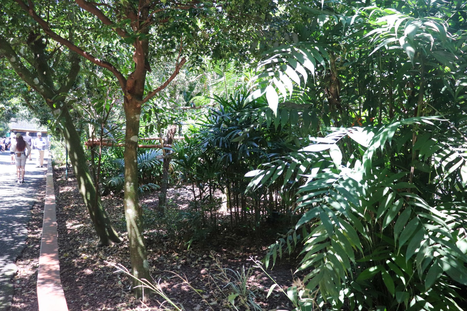 Rainforest Aviary