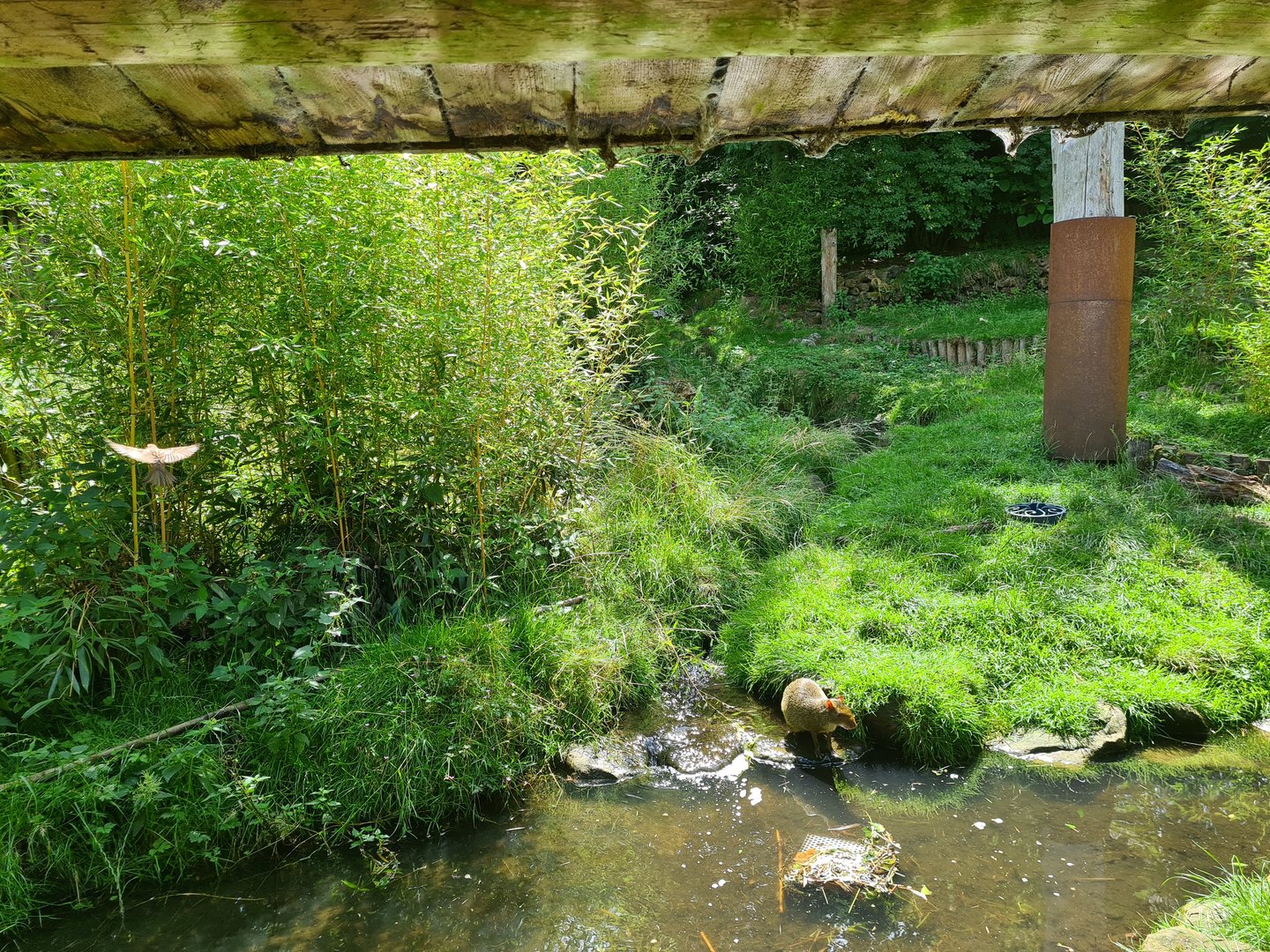 Rainforest - Azara's agouti in Puna aviary