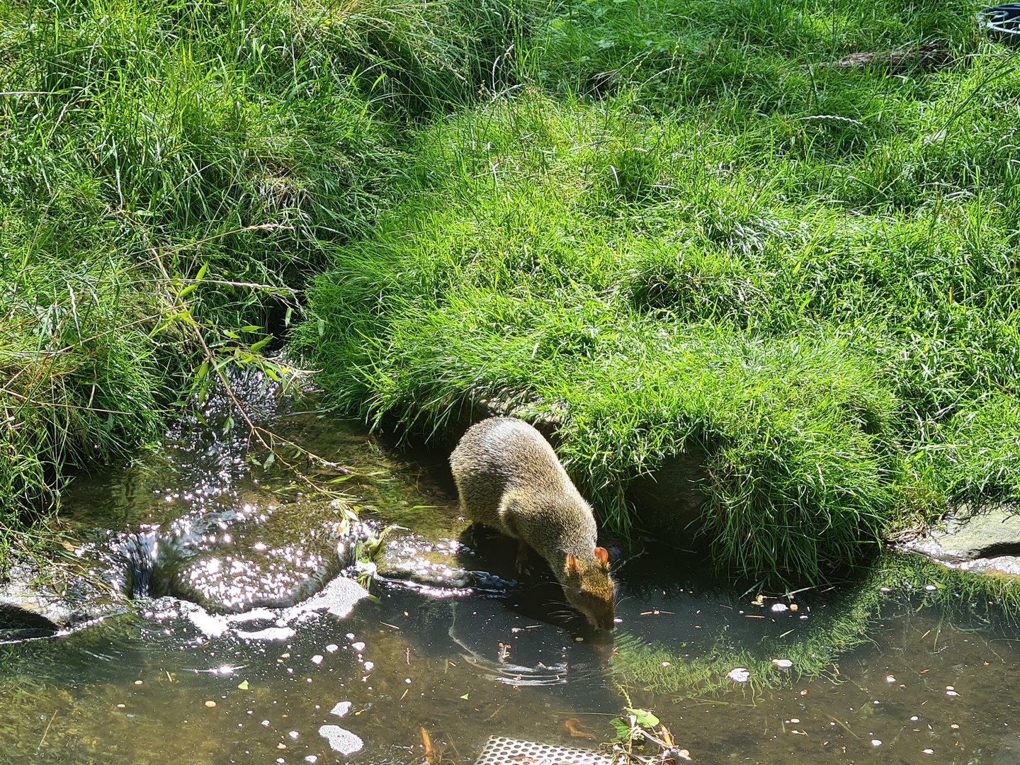 Rainforest - Azara's agouti