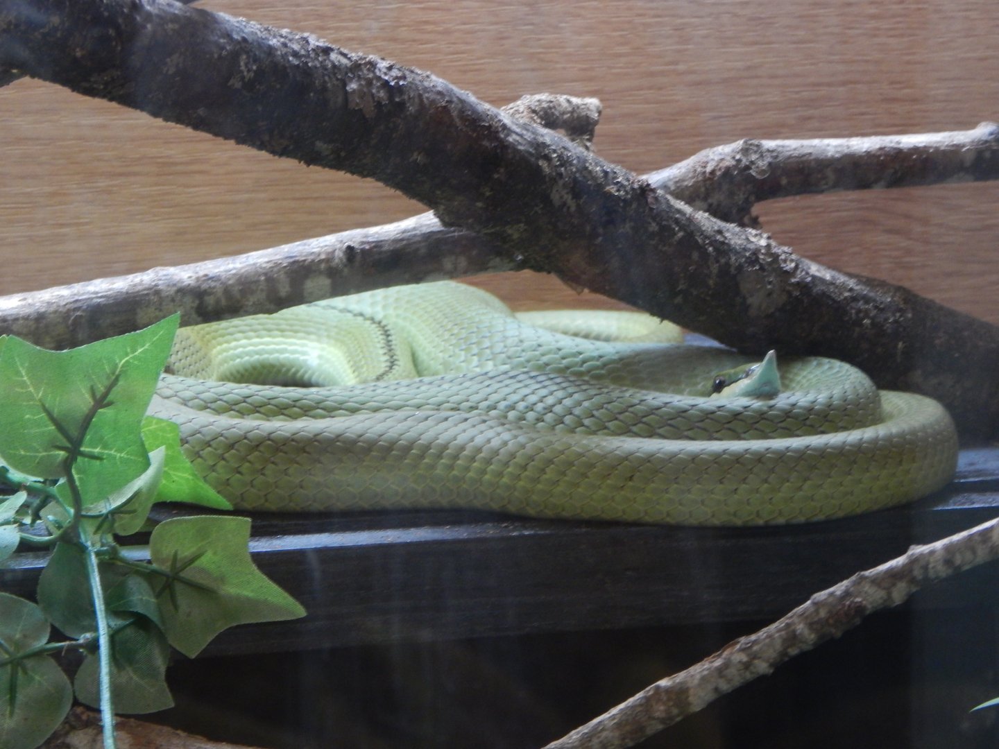 Rainforest - Baron's green racer 100722