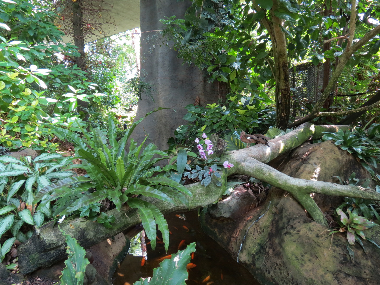 Rainforest - Base of Simulated Tree