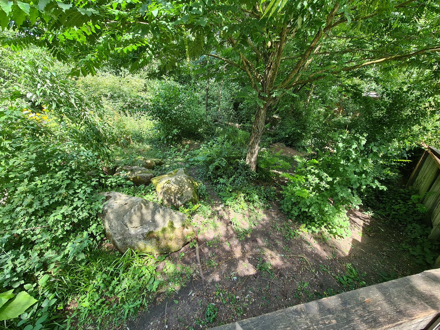 Rainforest - Bat-eared fox enclosure