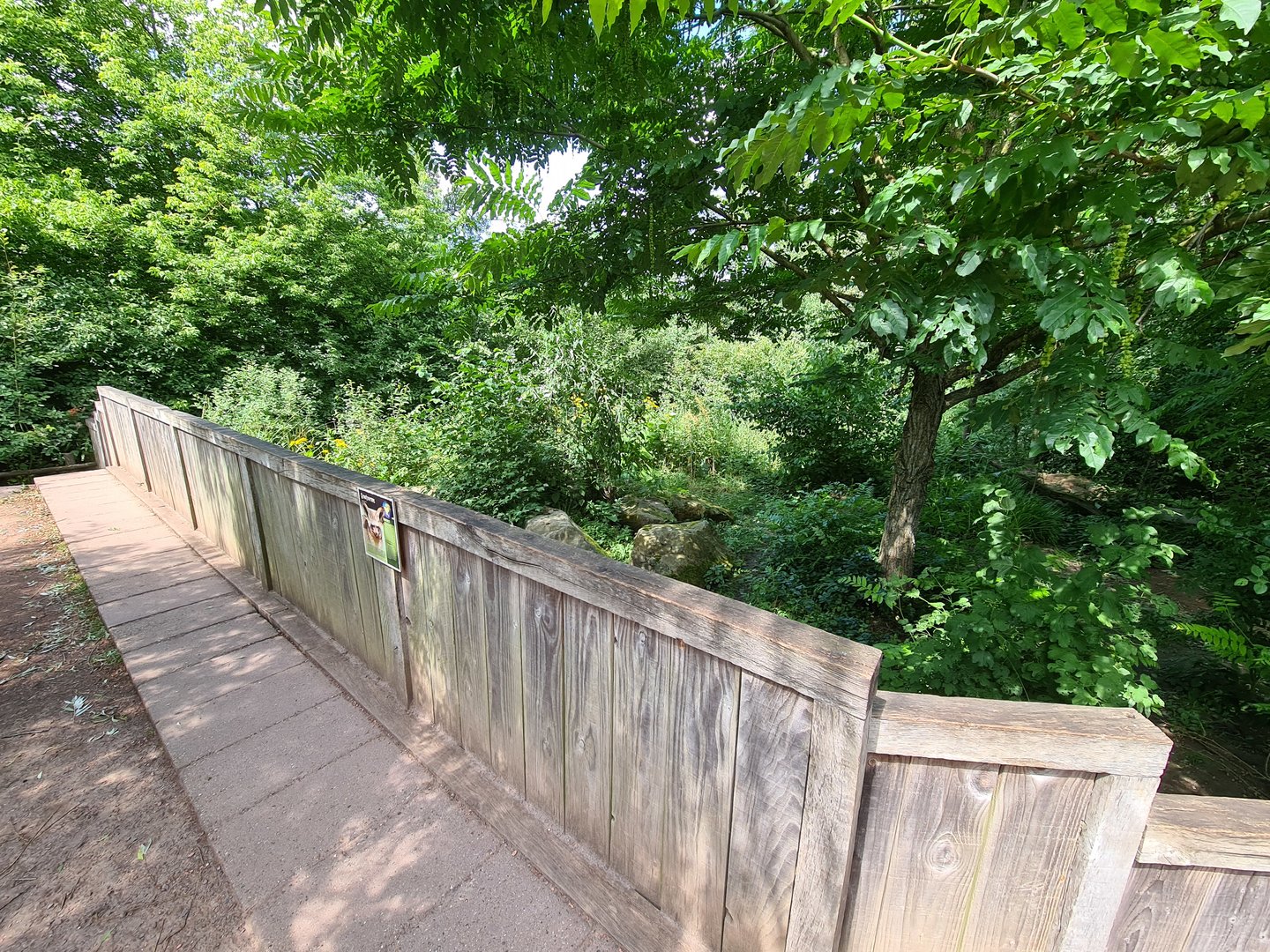 Rainforest - Bat-eared fox enclosure