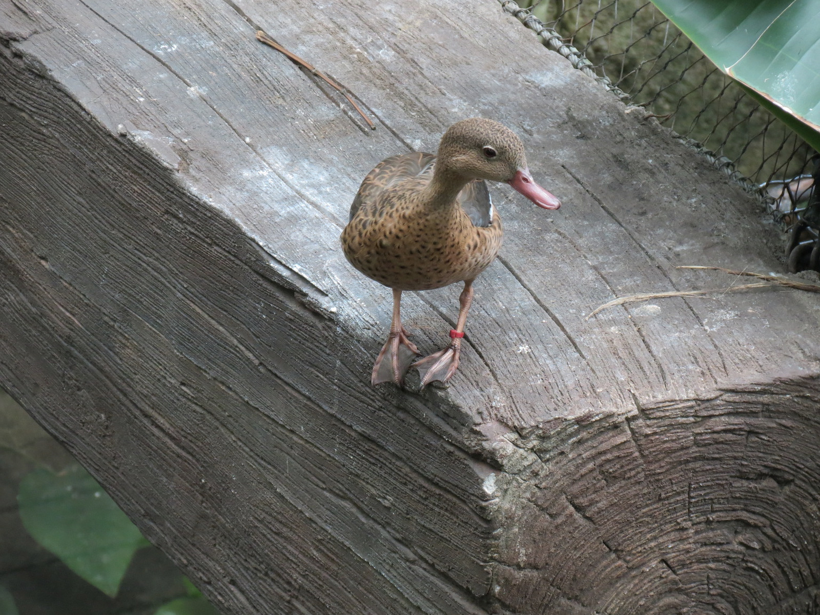 Rainforest - Bernier's Teal (Free Roaming)
