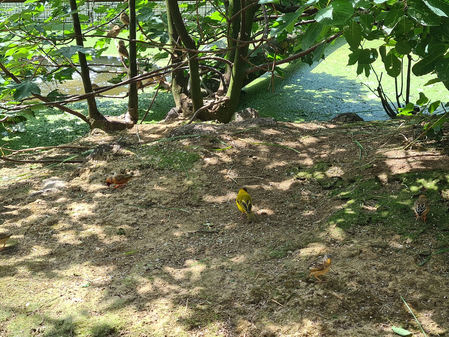 Rainforest - Black-headed weaver in Congo aviary