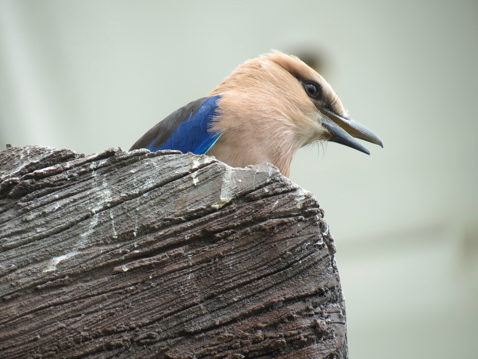 Rainforest - Blue-bellied Roller (Free Roaming)