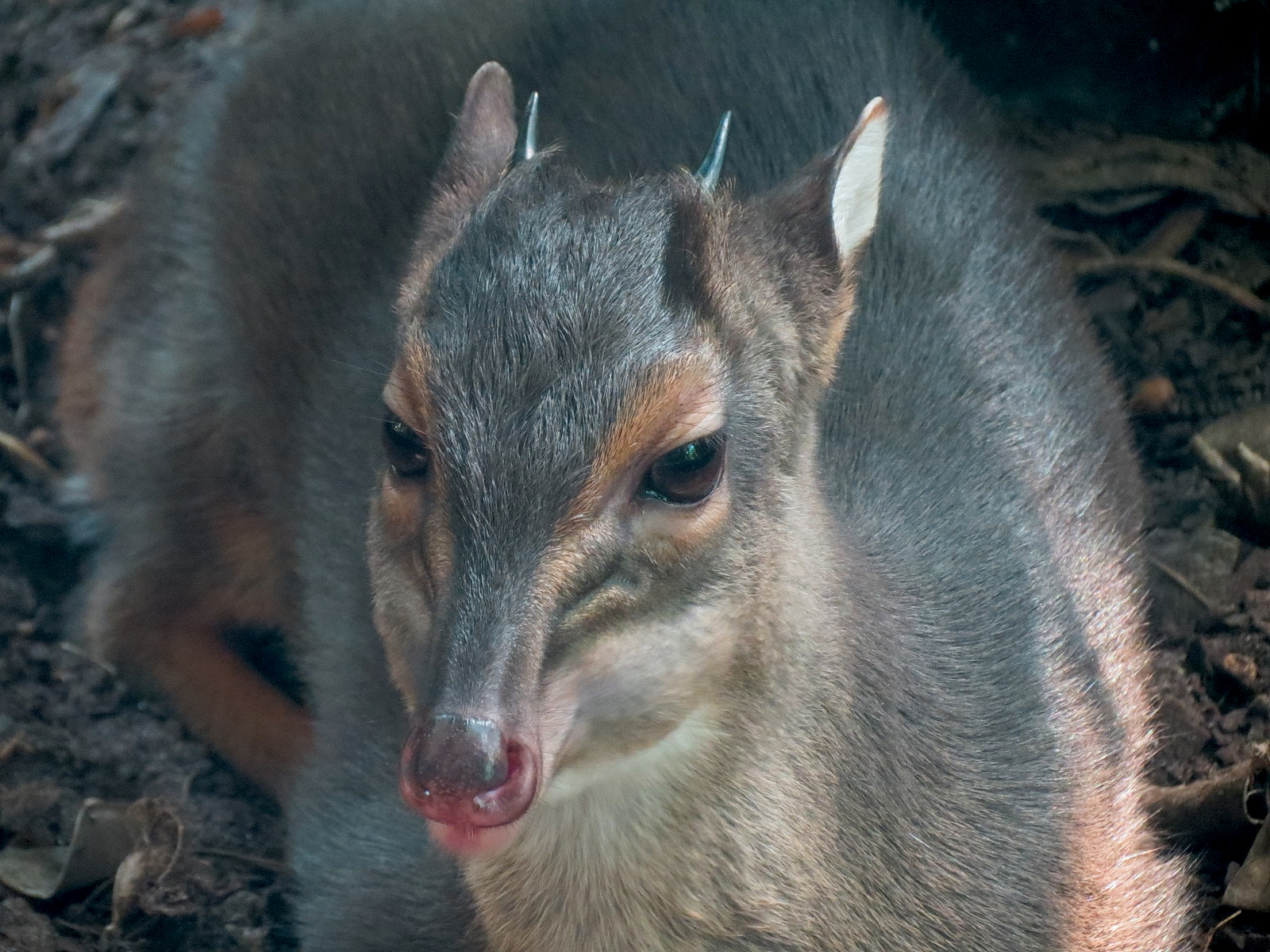 Rainforest - Blue Duiker and Hornbills Exhibit - Blue Duiker