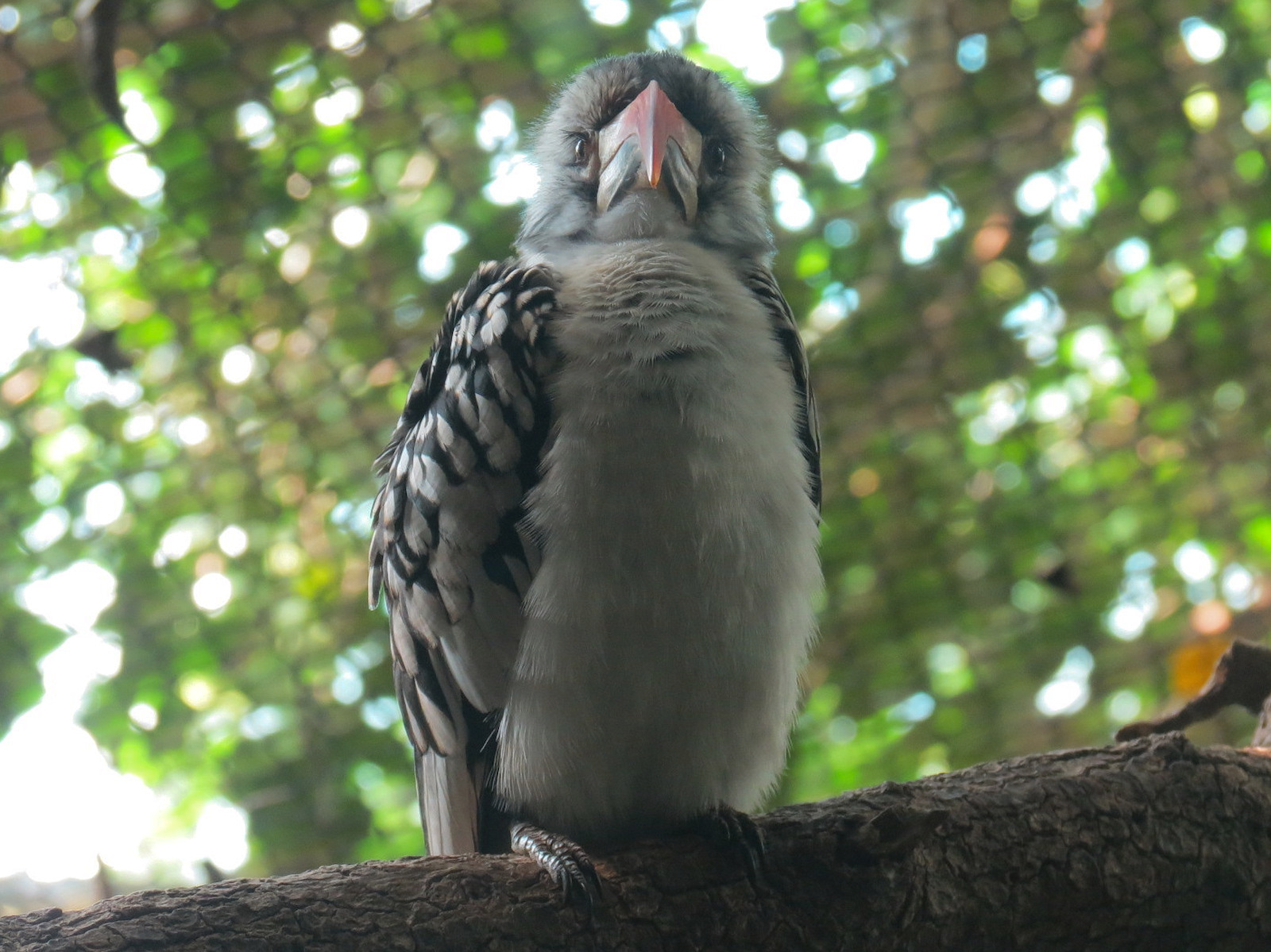 Rainforest - Blue Duiker and Hornbills Exhibit - Red-billed Hornbill
