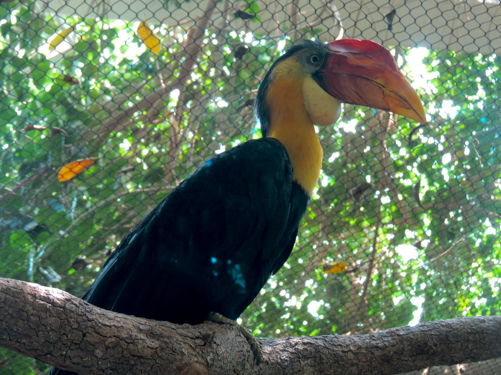 Rainforest - Blue Duiker and Hornbills Exhibit - Wrinkled Hornbill