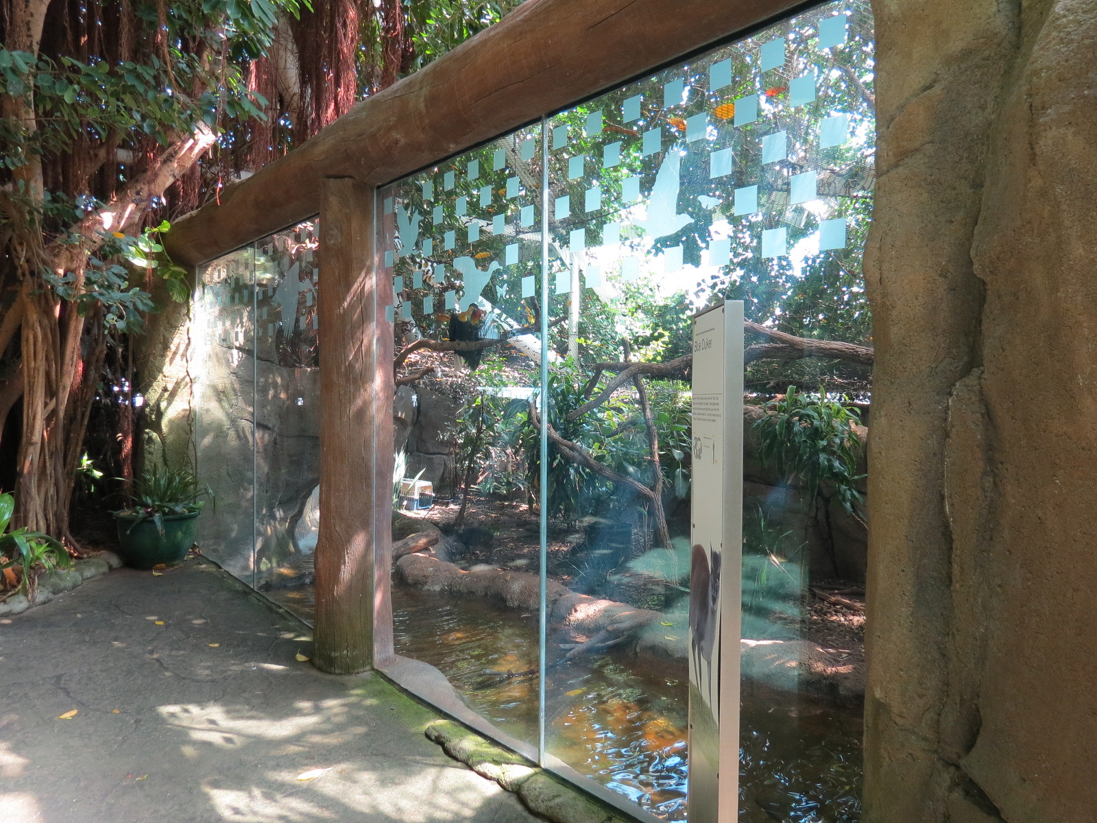 Rainforest - Blue Duiker and Hornbills Exhibit