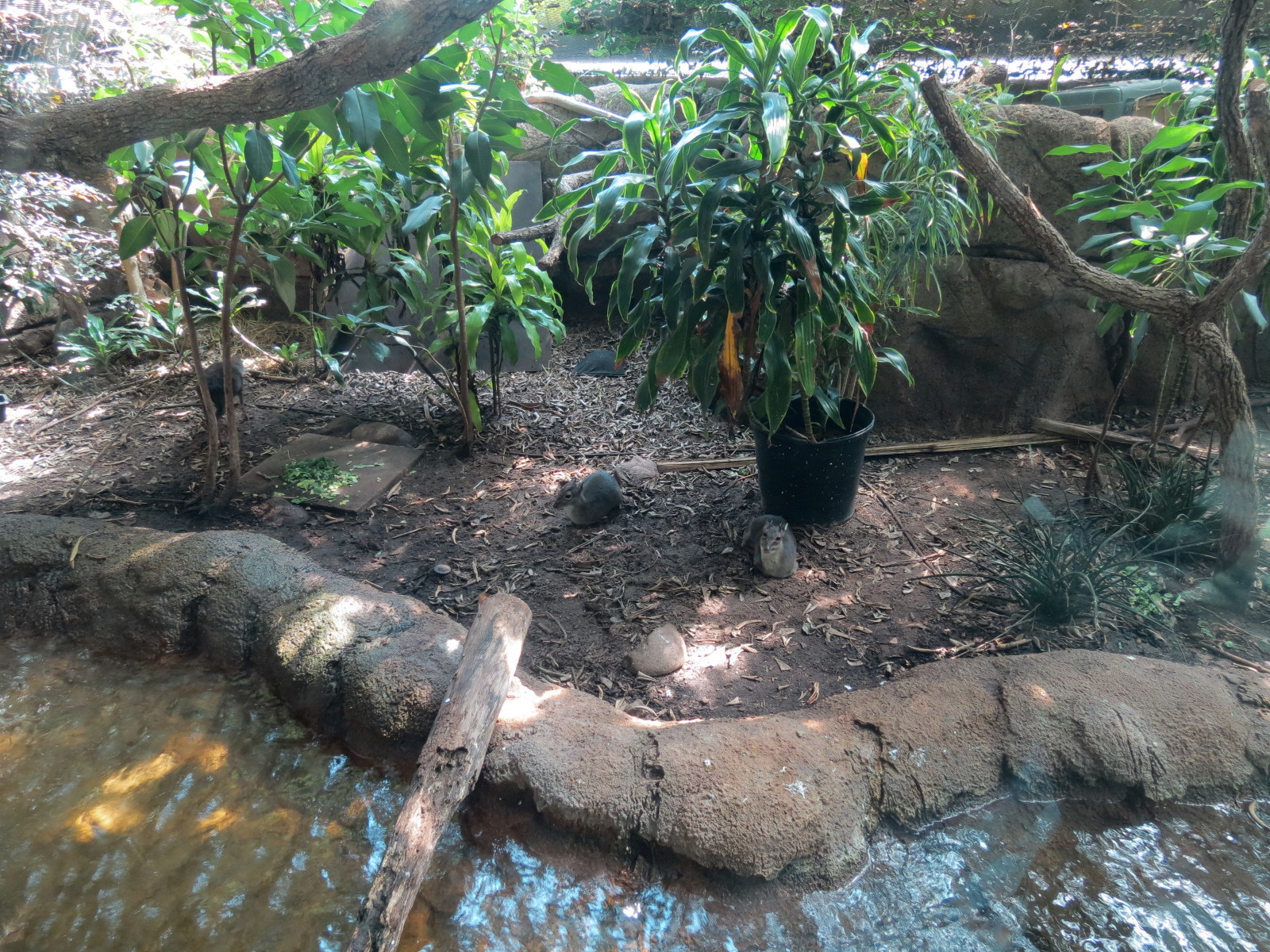 Rainforest - Blue Duiker and Hornbills Exhibit