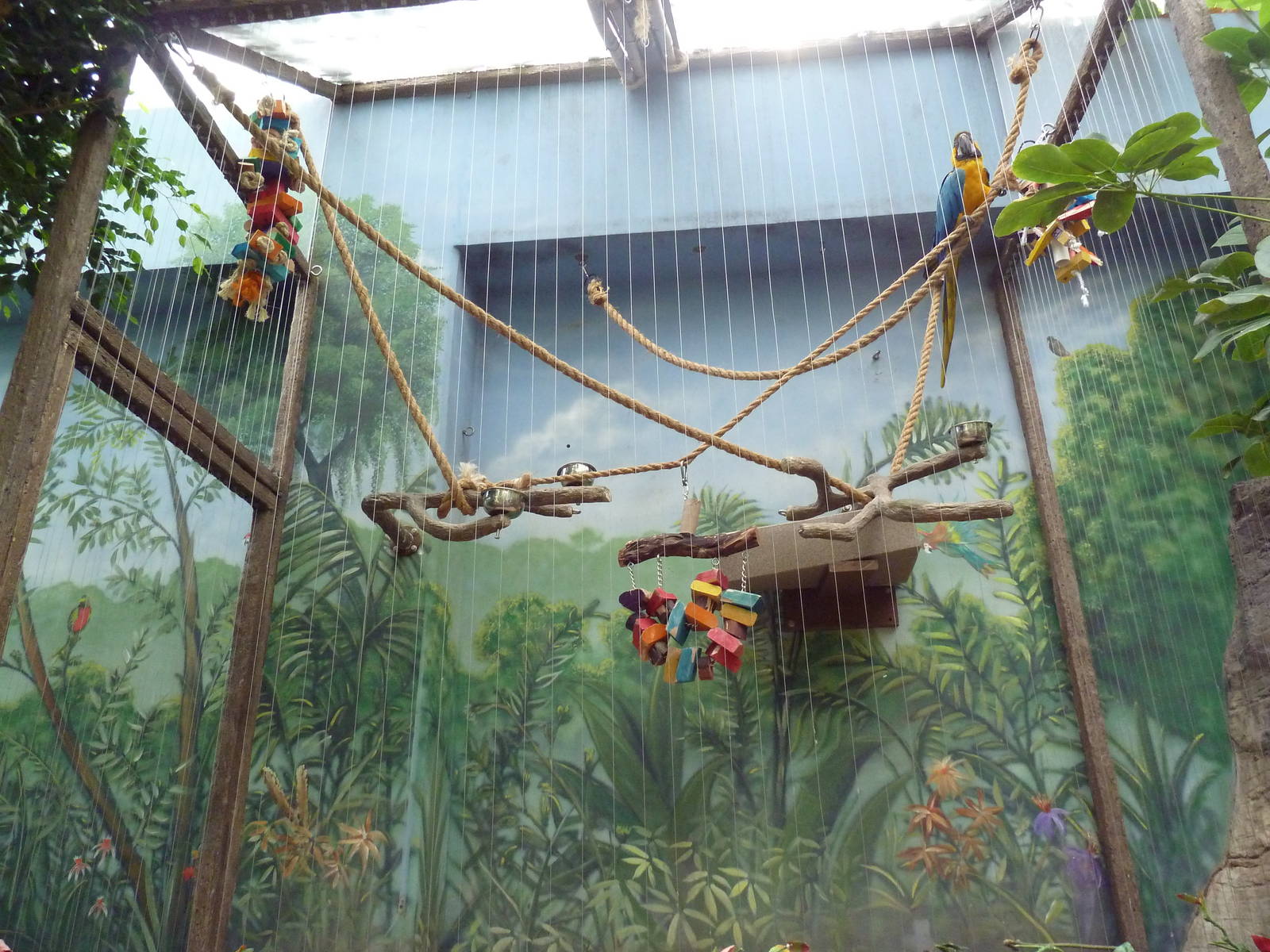 Rainforest - Blue + Gold Macaw Exhibit