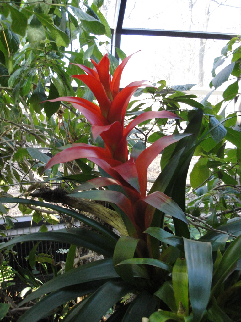 Rainforest - Bromilead