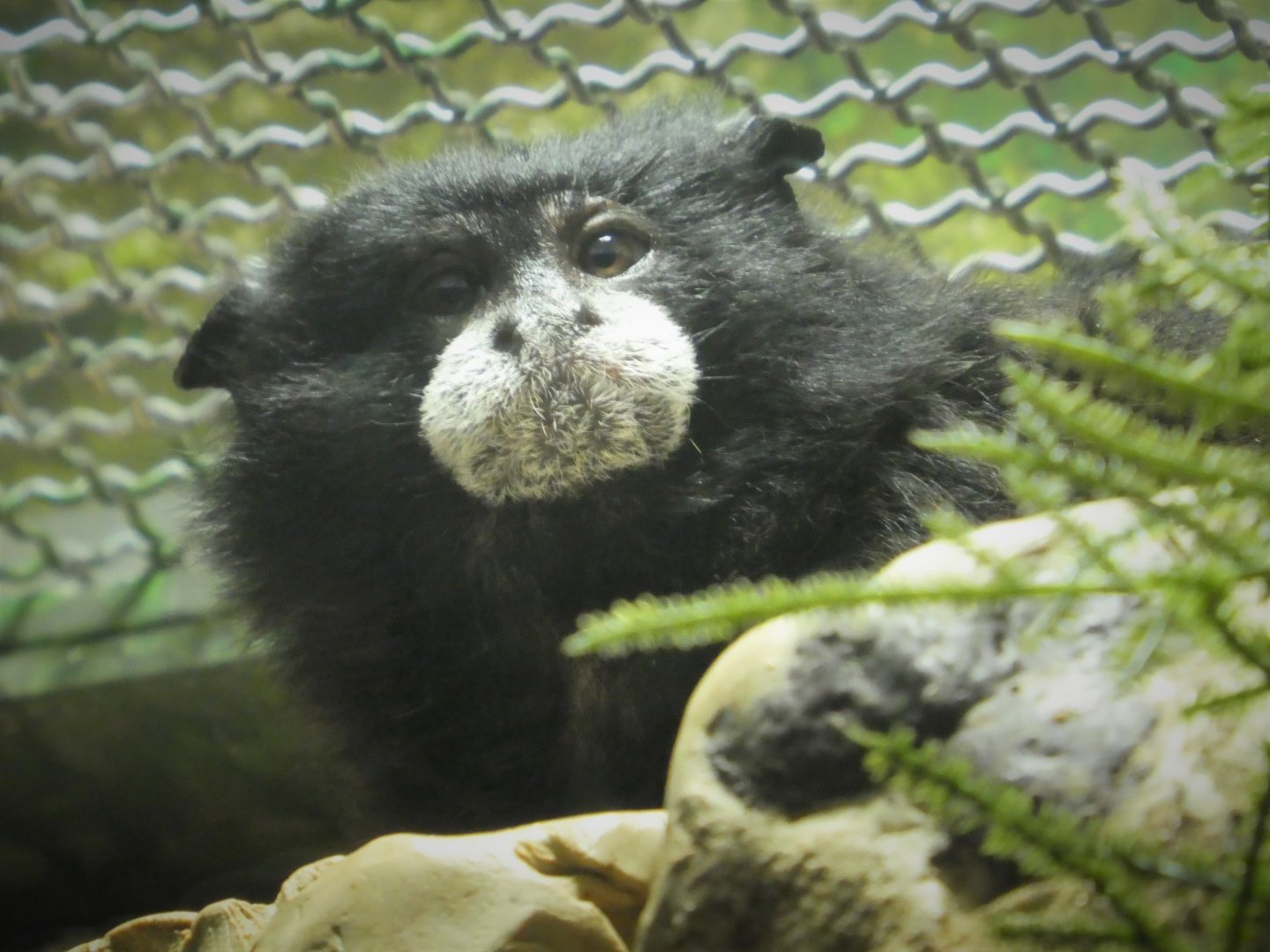 Rainforest - Brown-mantled Tamarin - Stinky