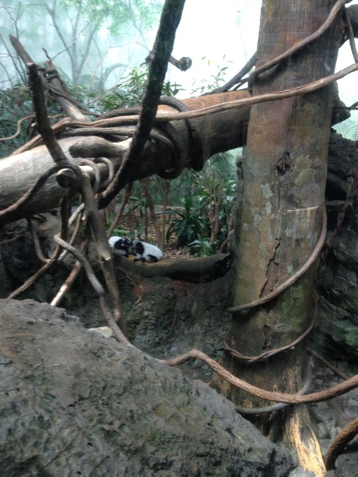 Rainforest Building- 2014