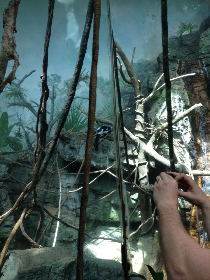 Rainforest Building- 2014