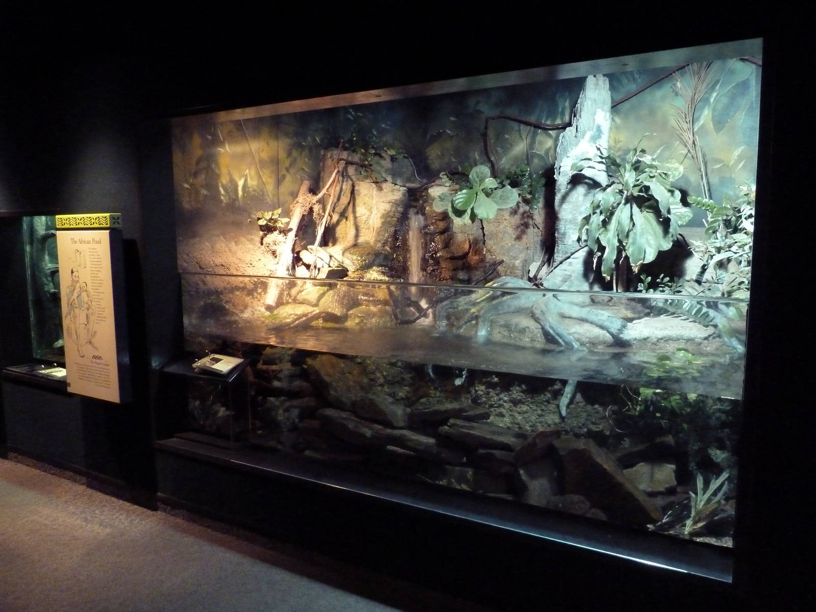 RainForest Building - African Pond Exhibit