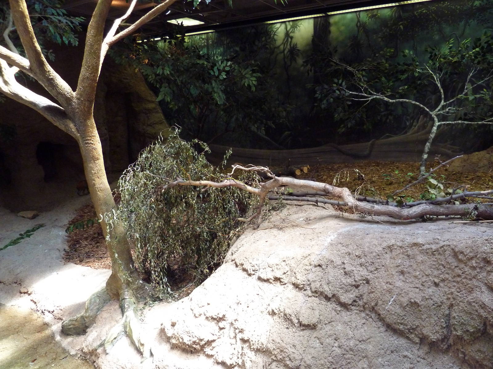 RainForest Building - Amazon River Basin - Agouti Exhibit