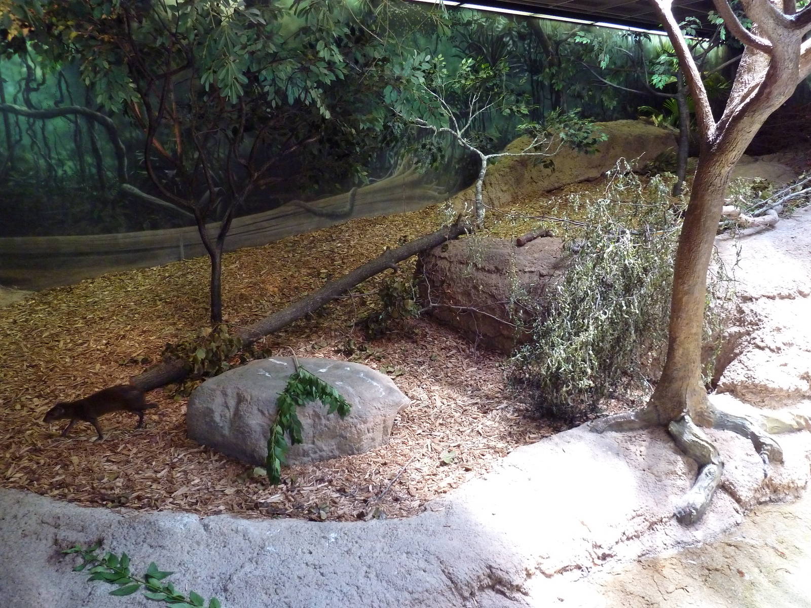 RainForest Building - Amazon River Basin - Agouti Exhibit