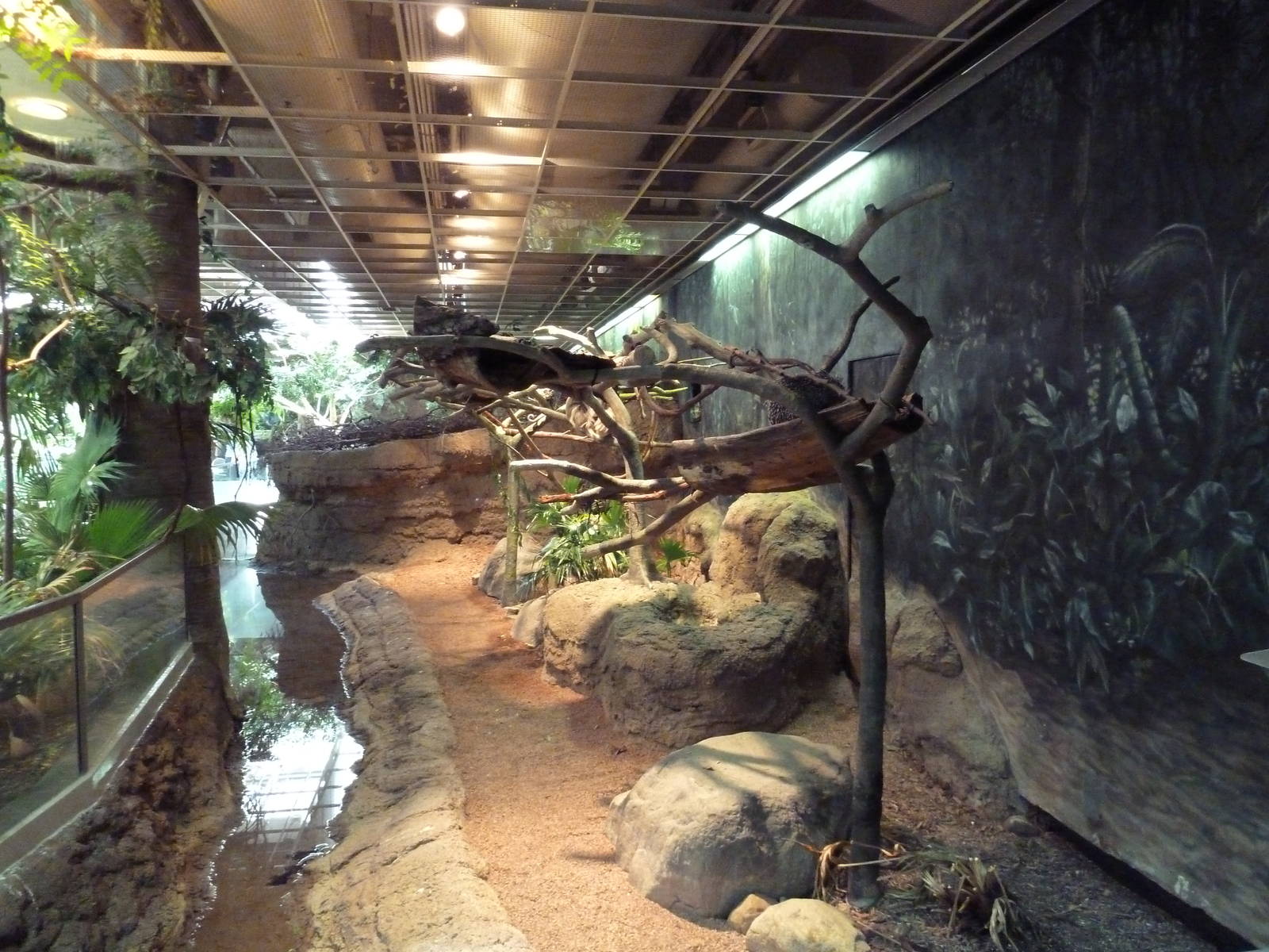 RainForest Building - Amazon River Basin - Prehensile-Tailed Porcupine/Two-