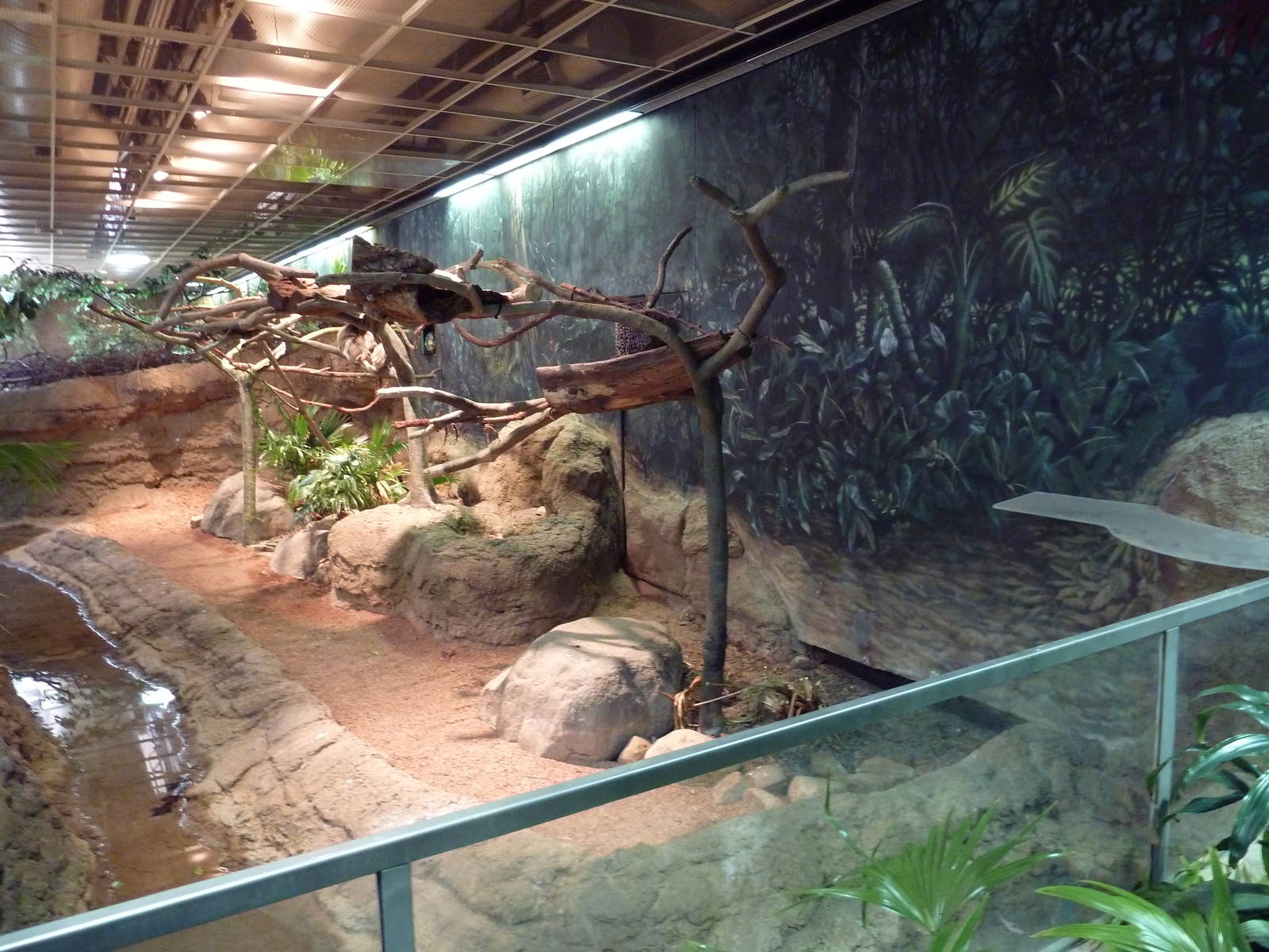 RainForest Building - Amazon River Basin - Prehensile-Tailed Porcupine/Two-