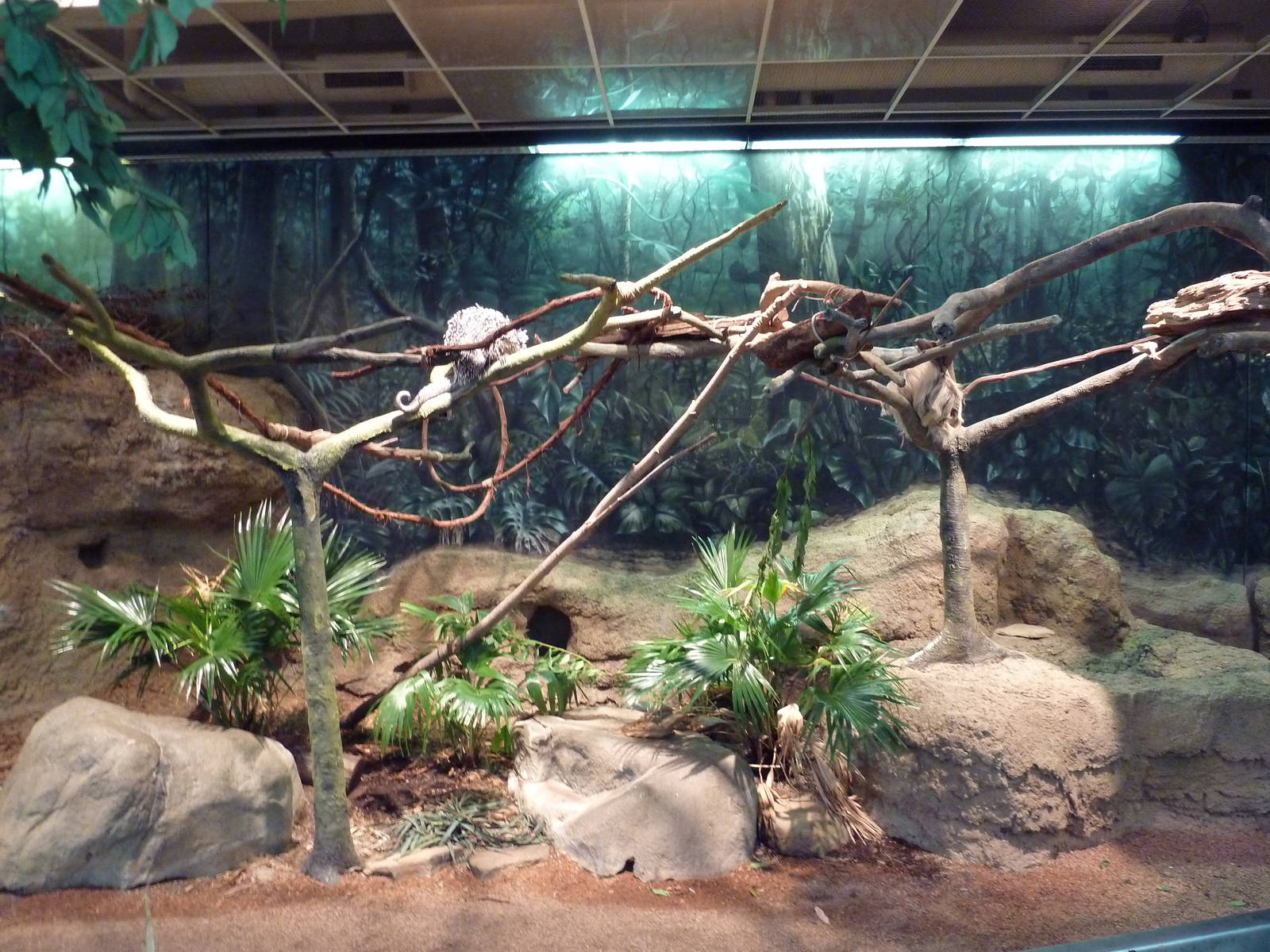 RainForest Building - Amazon River Basin - Prehensile-Tailed Porcupine/Two-