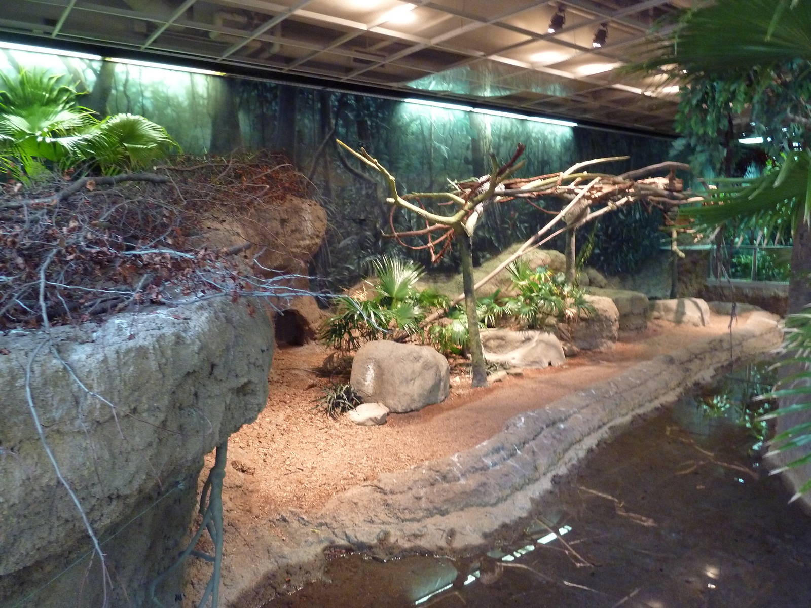 RainForest Building - Amazon River Basin - Prehensile-Tailed Porcupine/Two-