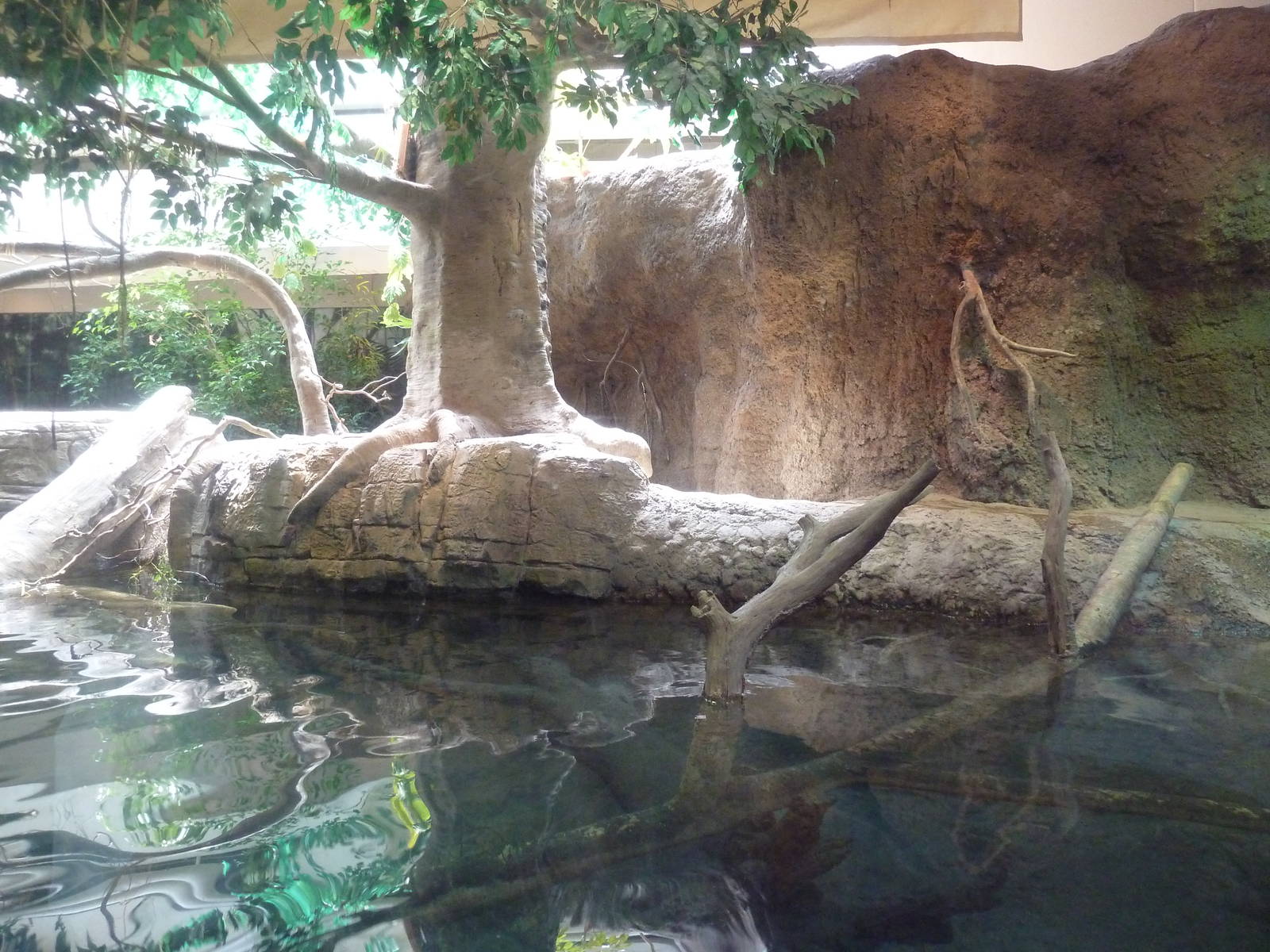 RainForest Building - Asian Small-Clawed Otter Exhibit