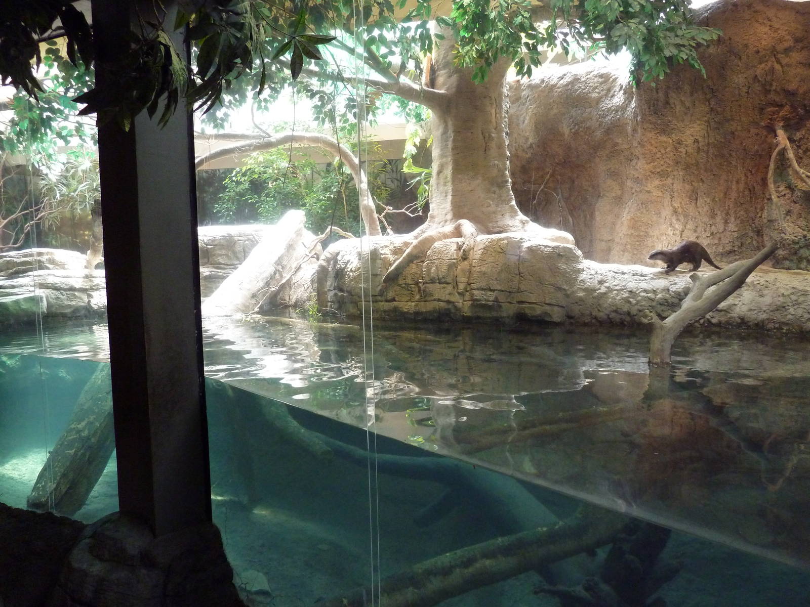 RainForest Building - Asian Small-Clawed Otter Exhibit
